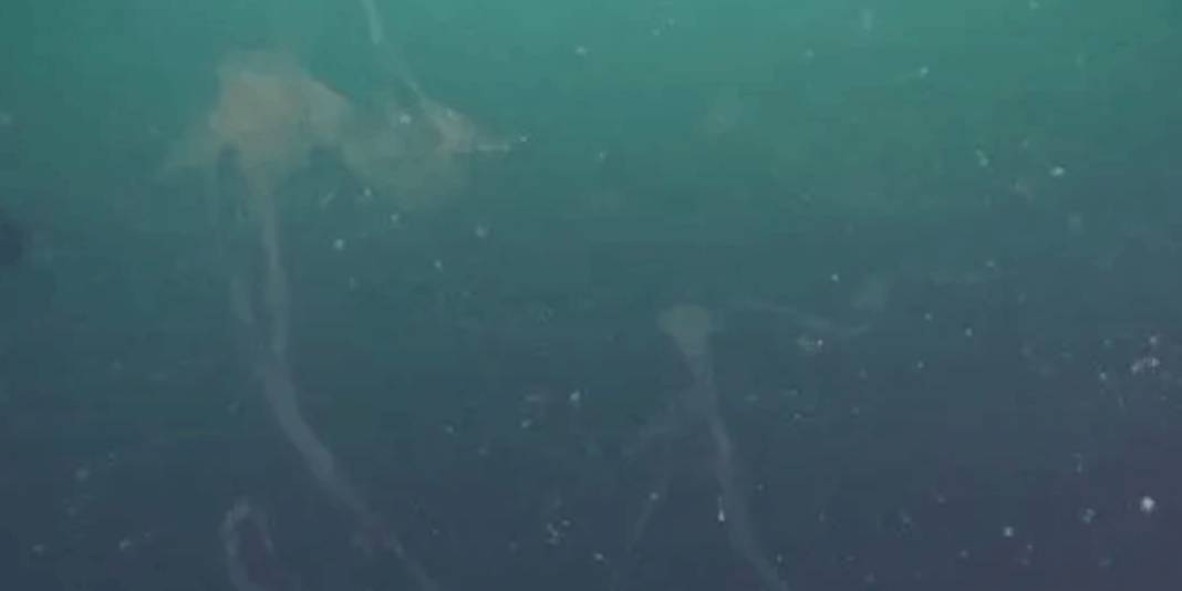 Marmara Denizi'nde müsilaj sorunu devam ediyor: Bilim insanları uyarıyor 10